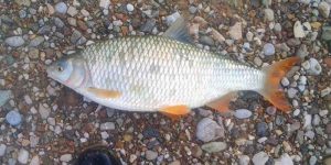 Obavijest za sve ribolovce o zabrani ribolova na bijelu ribu do 31.maja