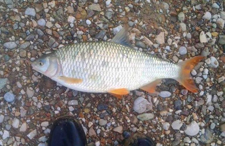 Obavijest za sve ribolovce o zabrani ribolova na bijelu ribu do 31.maja